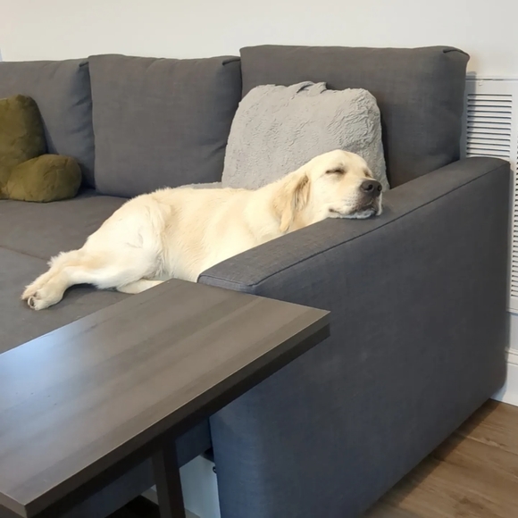 ✨🐾Pet friendly seller 🐾✨ - Picture 7 of 10